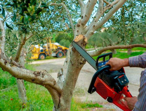 The Steps Involved in Our Tree Care Process in Washington Park, FL